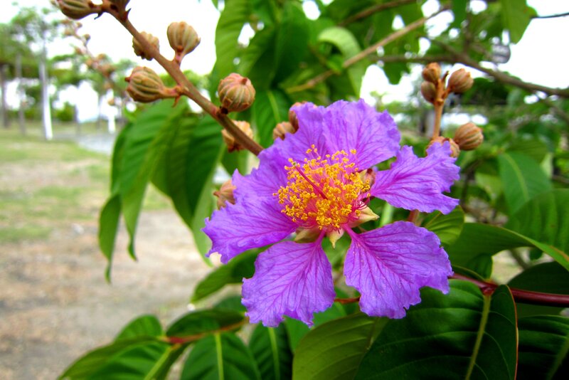 Purple Flower on Branch — Calm