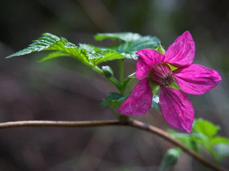 Purple Flower on Branch