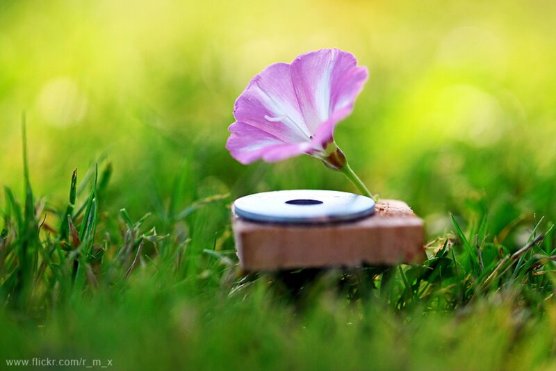 Purple Flower on Brick