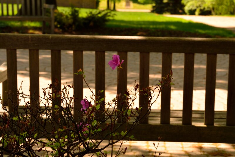 Purple Flower on Bush — Brown
