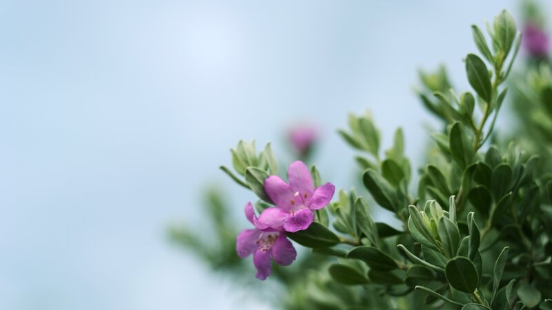 Purple Flower on Bush — Serene