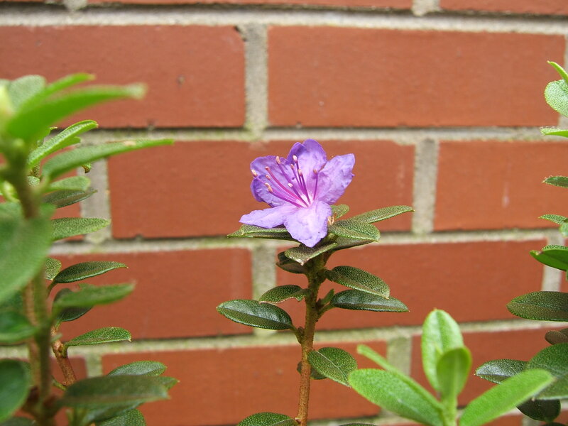 Purple Flower on Bush