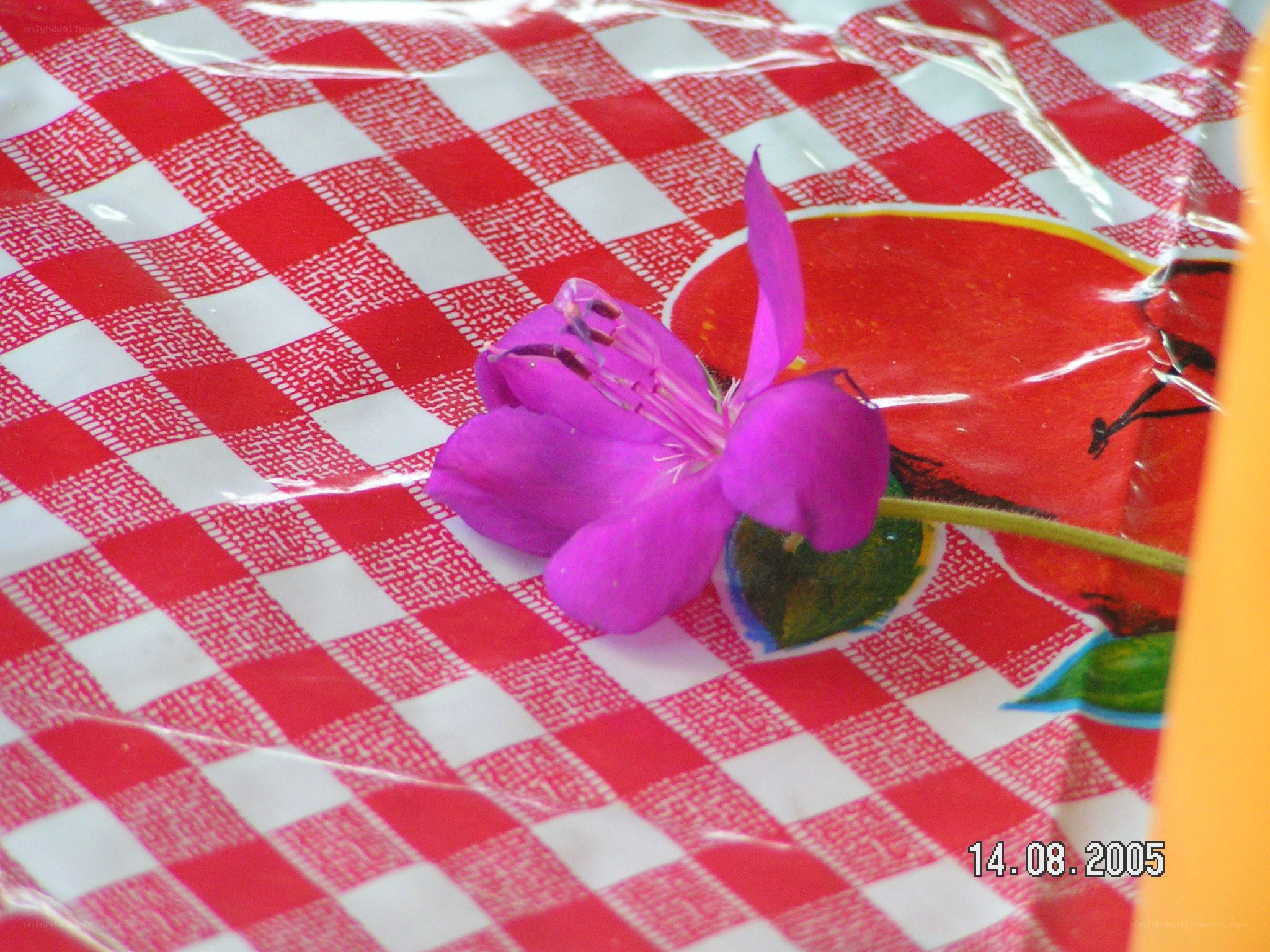 purple flower on checkered tablecloth