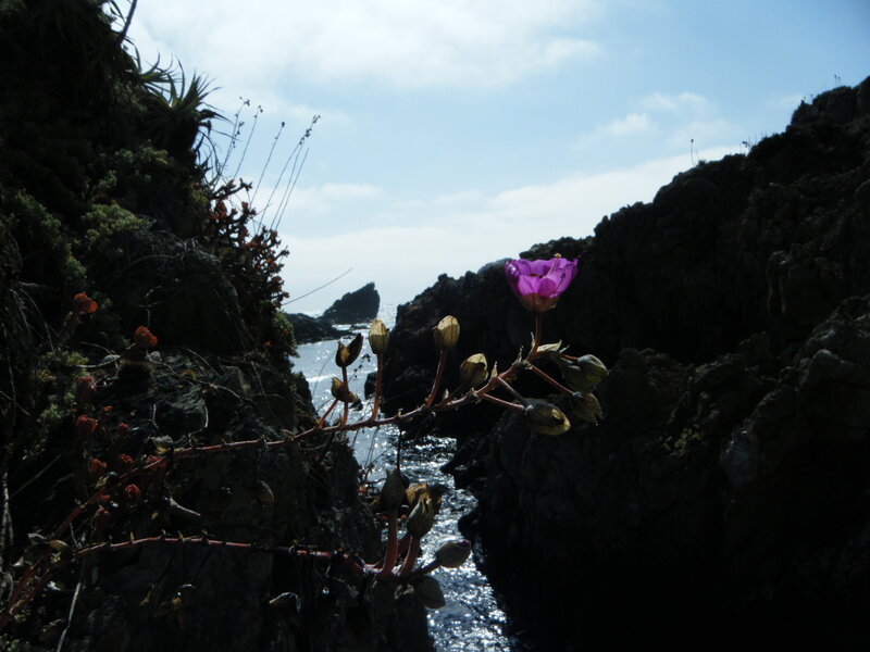 Purple Flower on Cliff