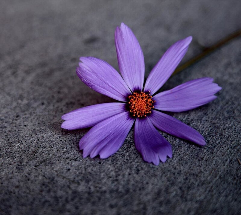 Purple Flower on Concrete — Calm