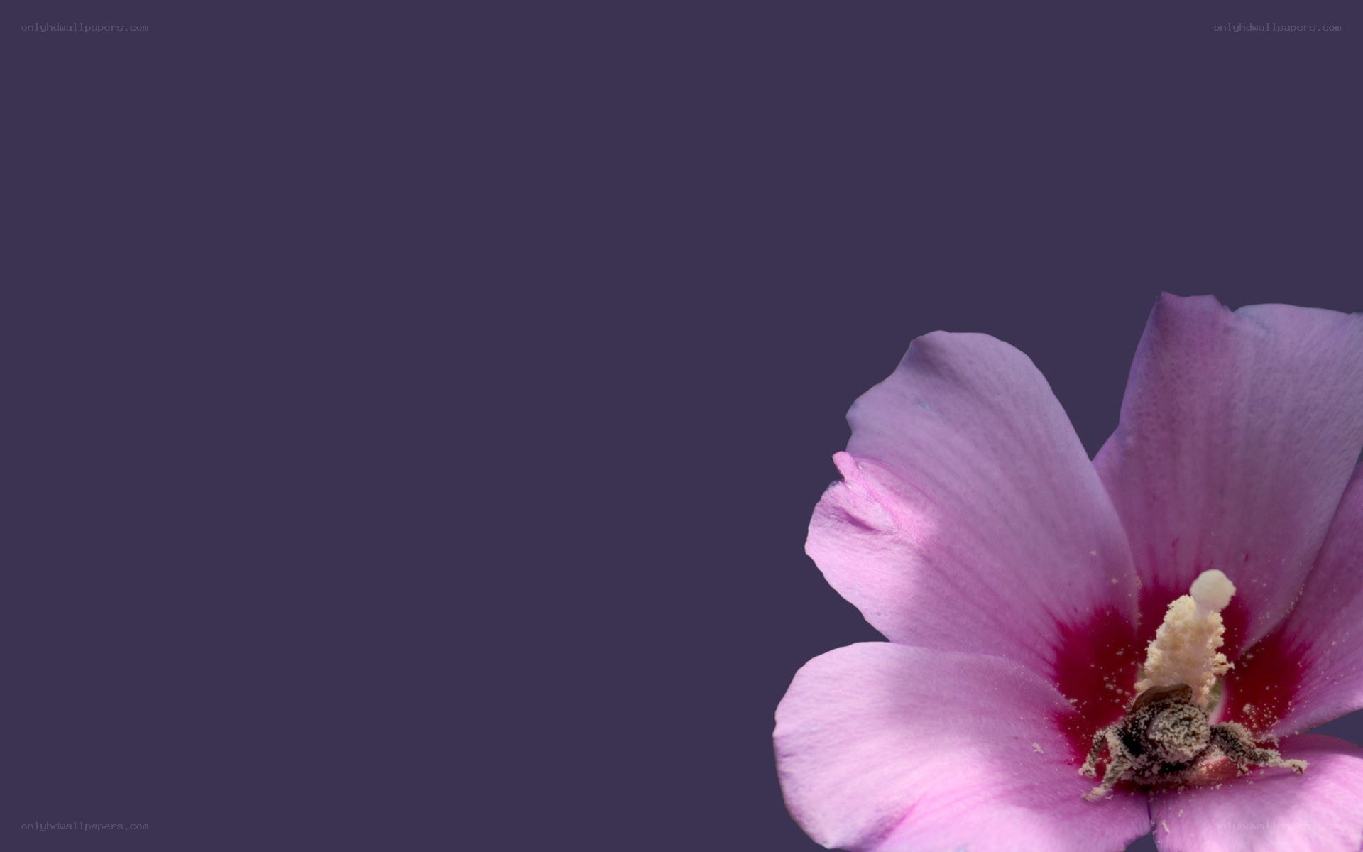 purple flower on dark background