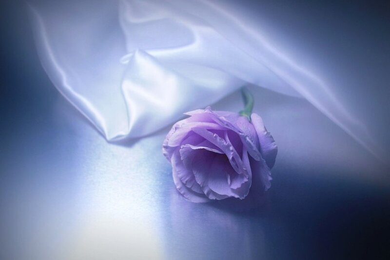 Purple Flower on Fabric — Serene