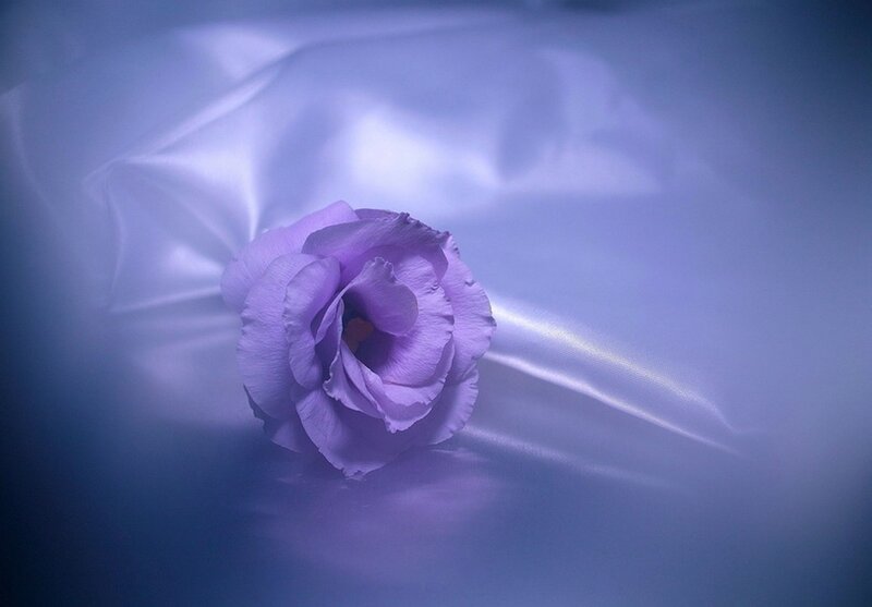Purple Flower on Fabric