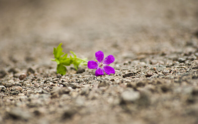 Purple Flower on Gravel