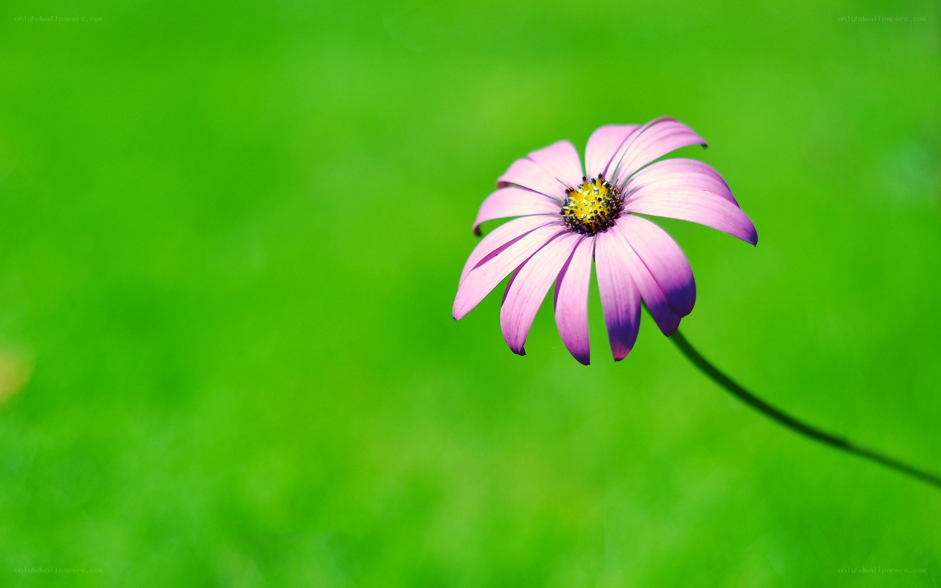 purple flower on green background