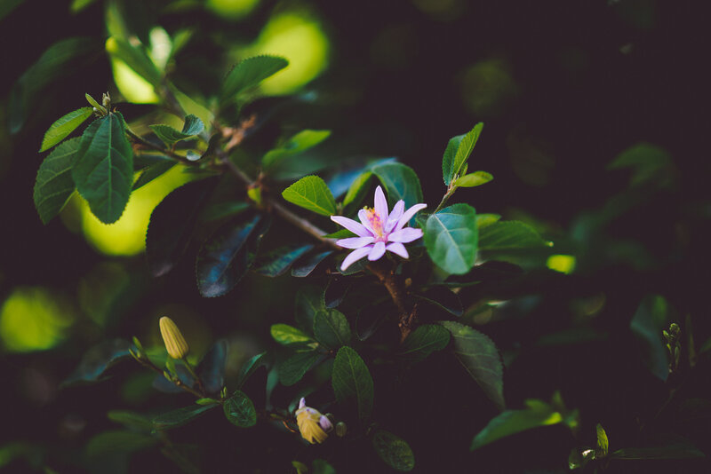 purple flower on green branch