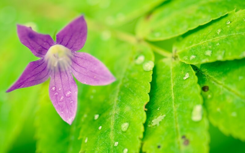 Purple Flower on Green Leaf