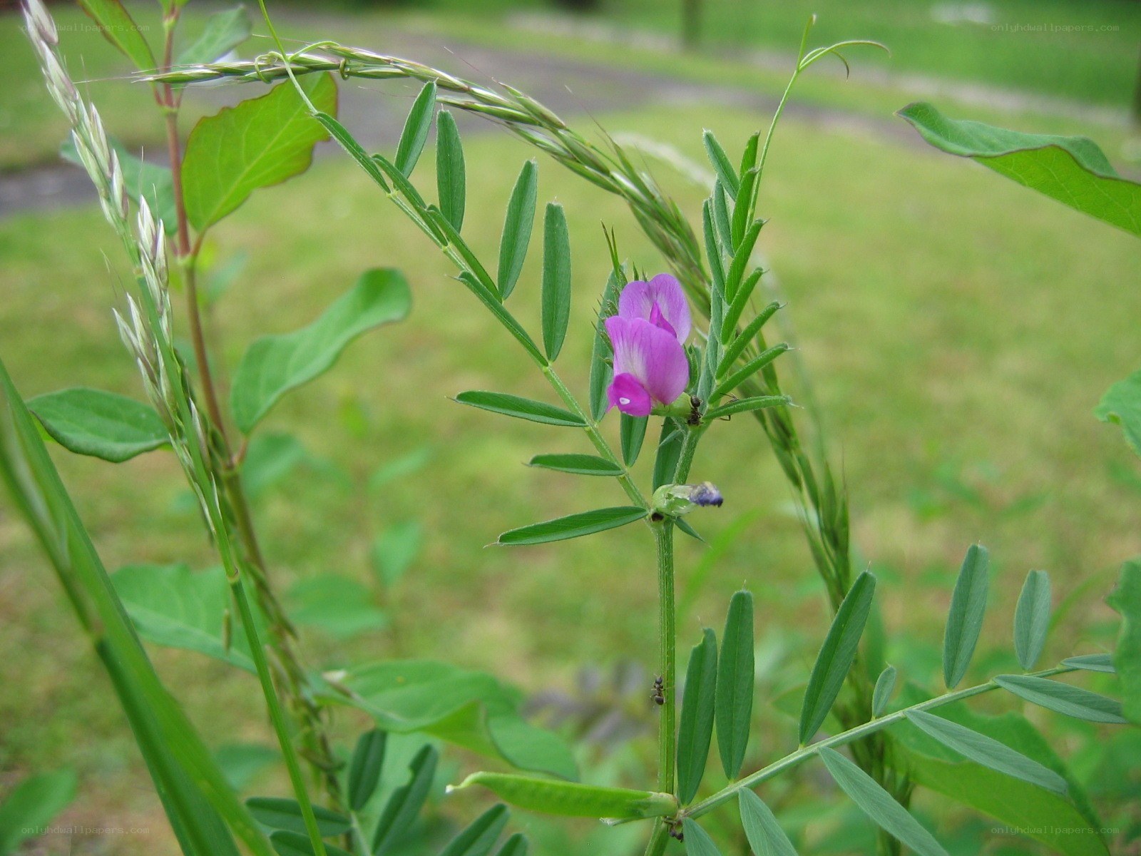 purple flower on green plant