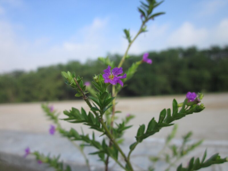 Purple Flower on Green Stem