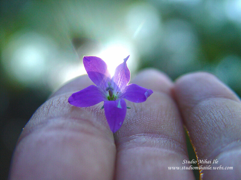 Purple Flower on Hand