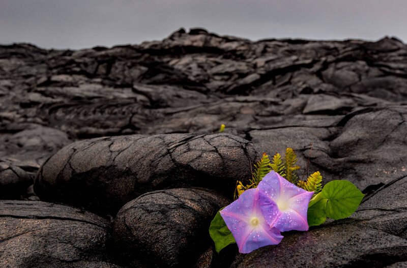 Purple Flower on Lava Rock