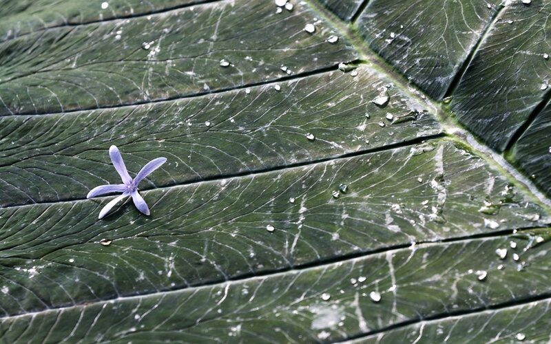 Purple Flower on Leaf