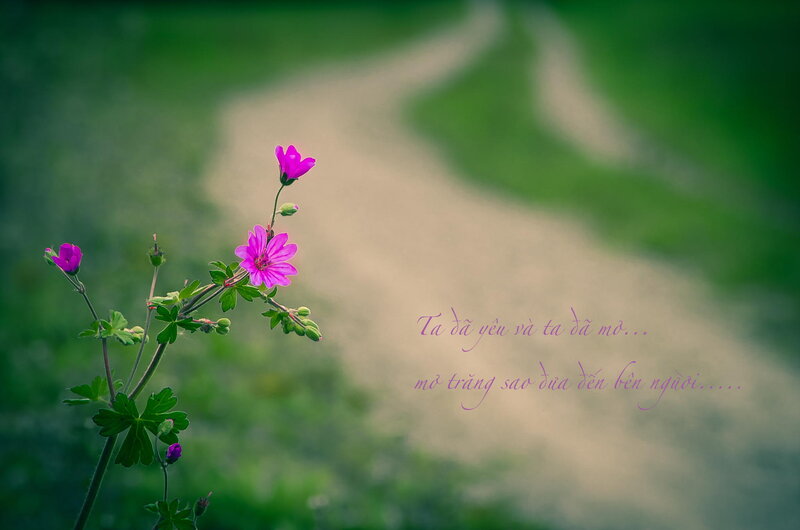 Purple Flower on Path