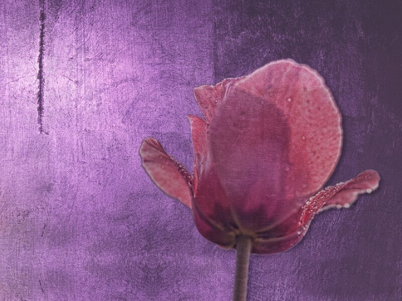 Purple Flower on Purple Background — Serene