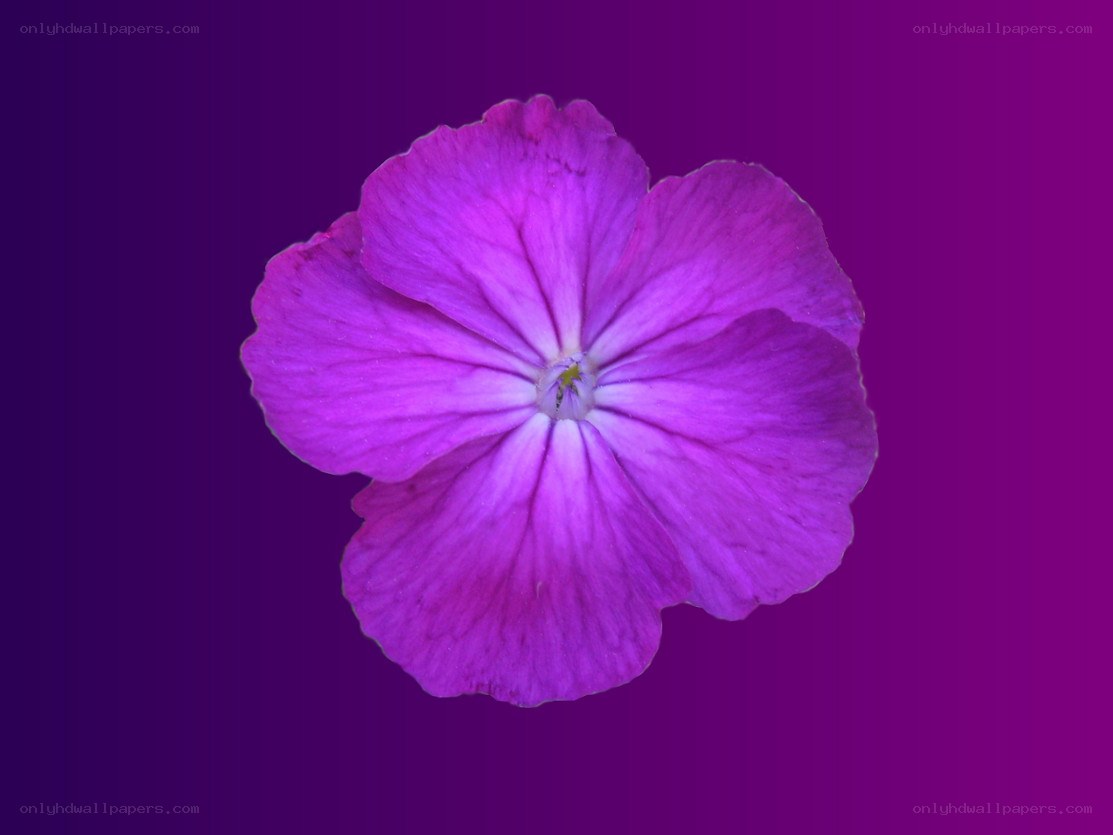 purple flower on purple background