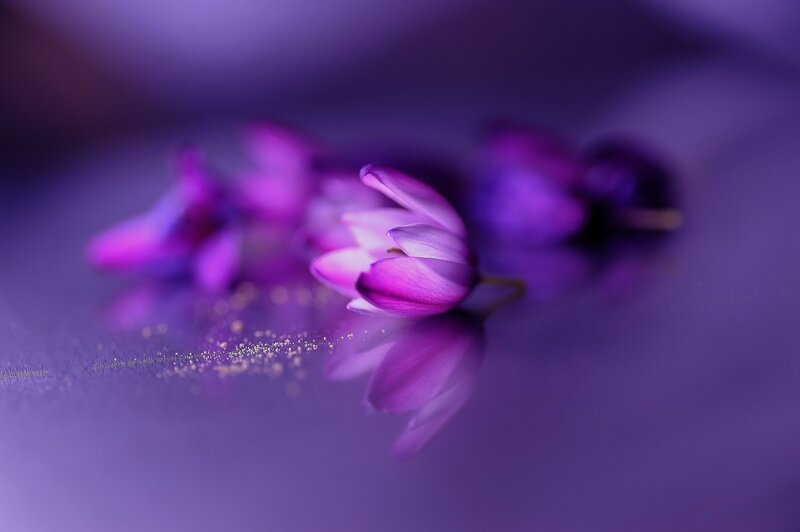 Purple Flower on Purple Surface