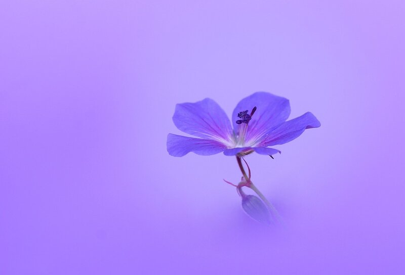 Purple Flower on Purple