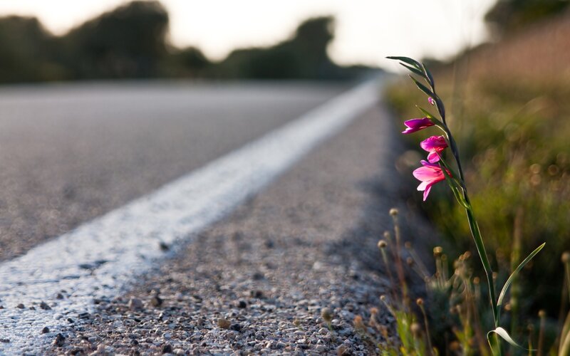 Purple Flower on Roadside — Pink, Serene, Sunset