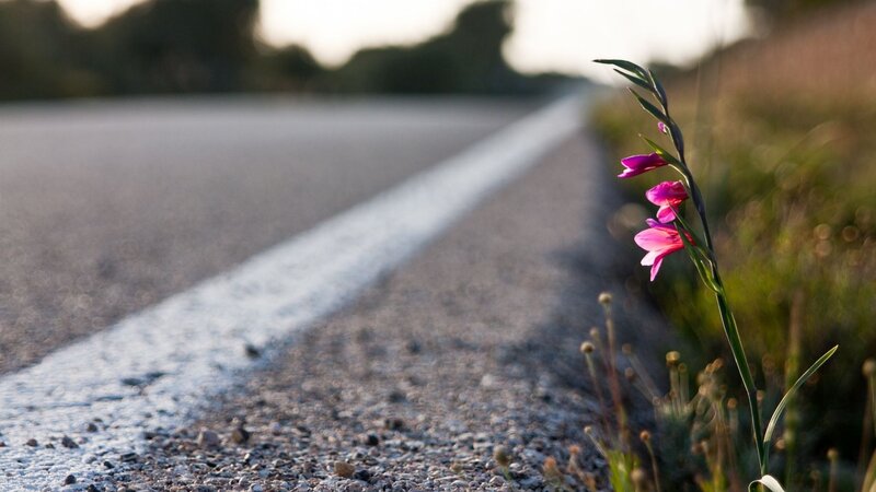 Purple Flower on Roadside — Pink, Serene