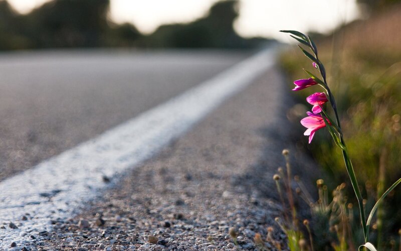 Purple Flower on Roadside — Pink