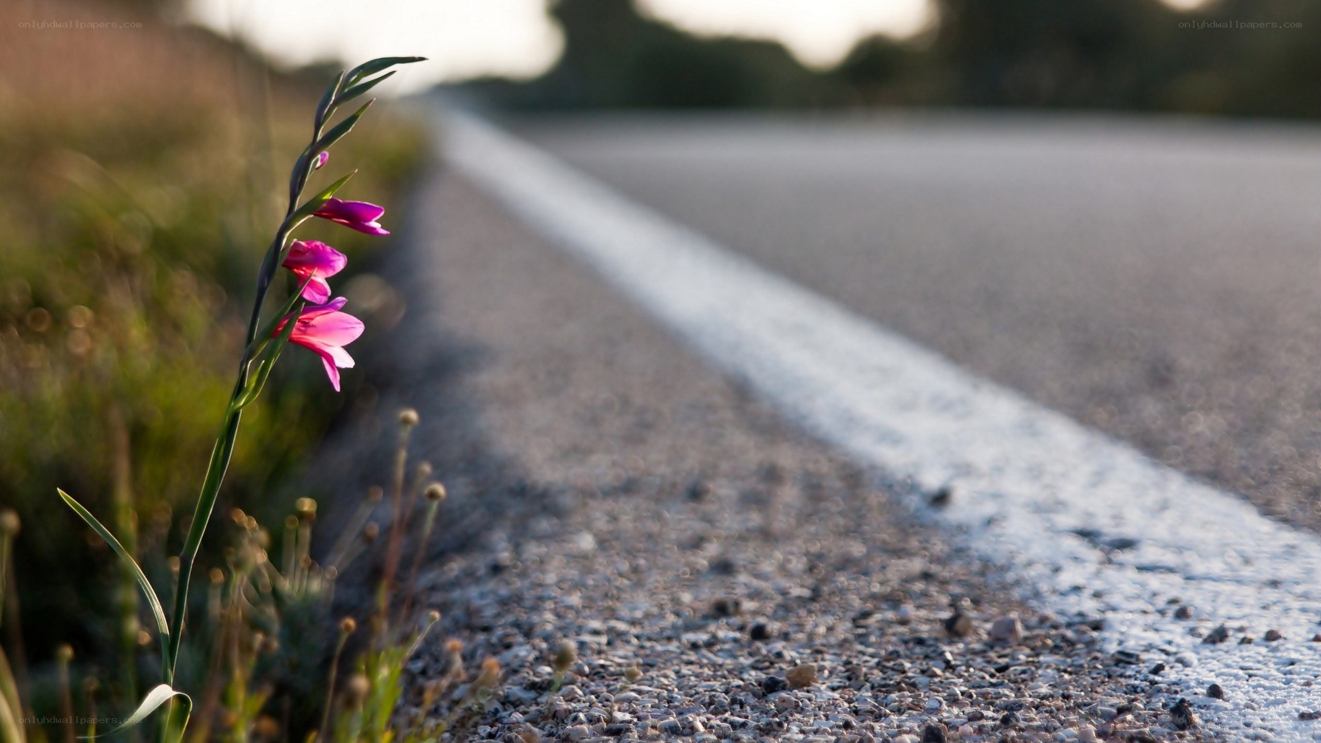 purple flower on roadside