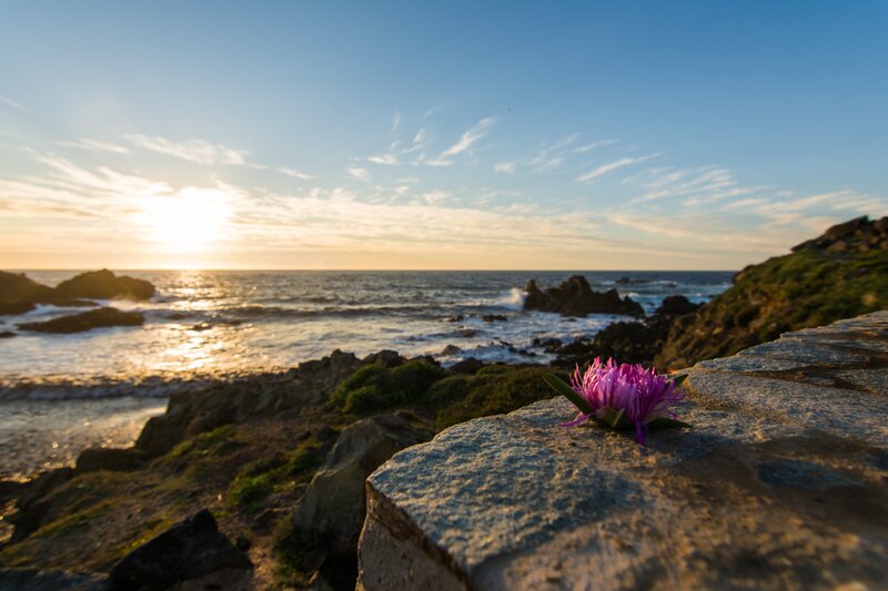 Purple Flower on Rock — Blue