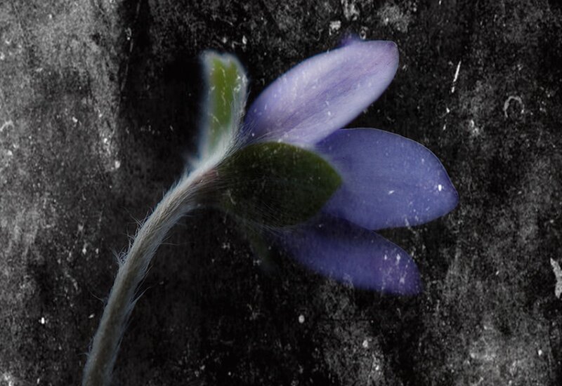 Purple Flower on Rock — Dramatic