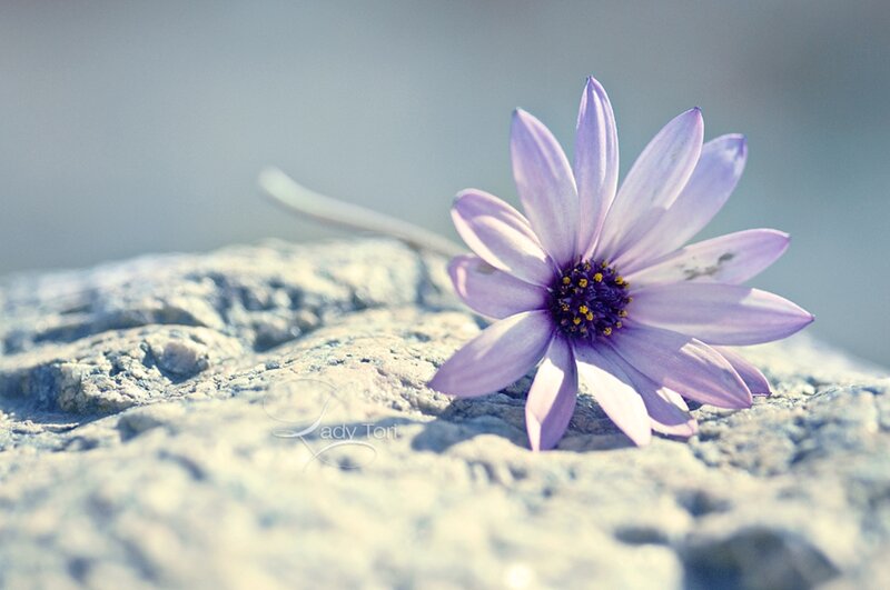 Purple Flower on Rock