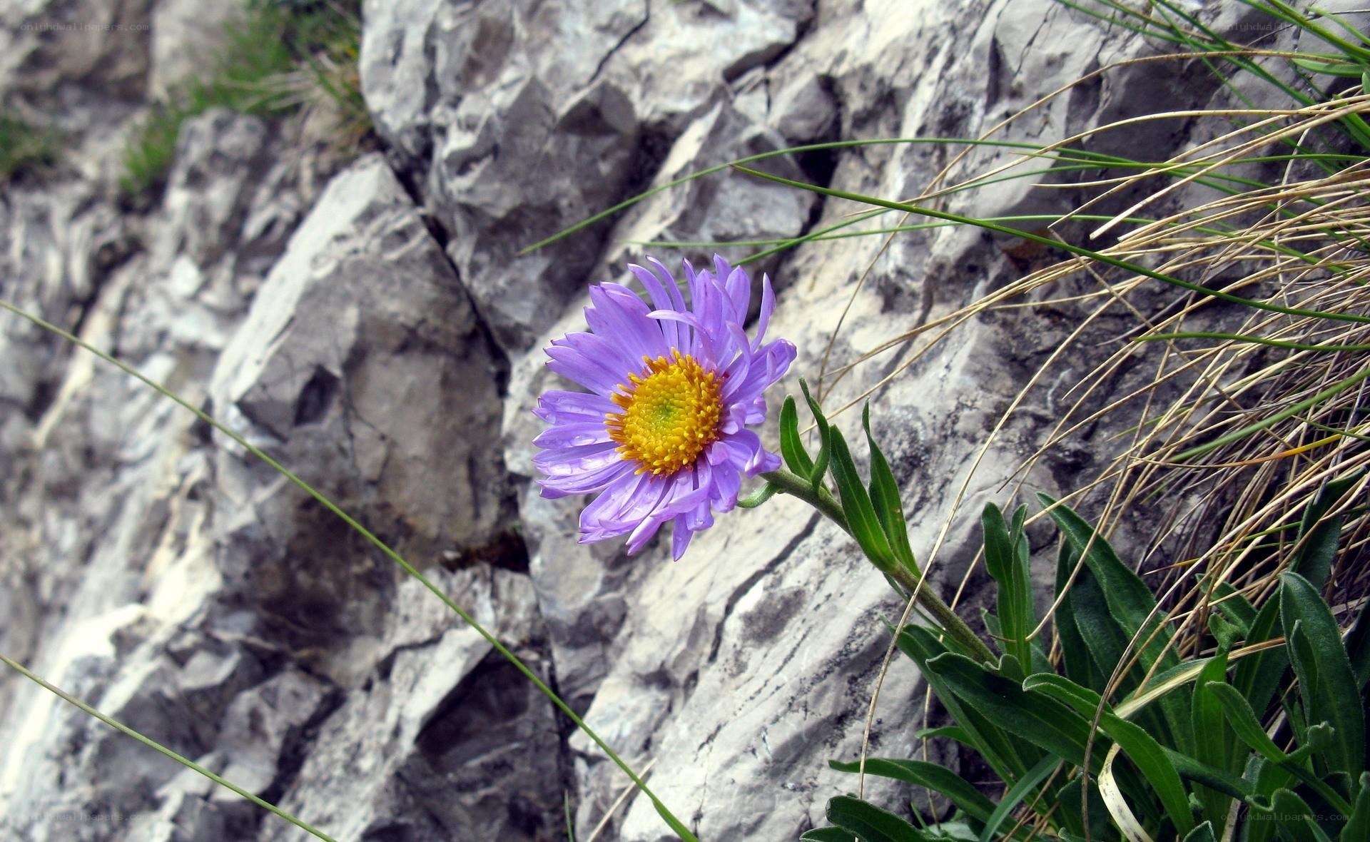 Purple flower on rocky cliff
