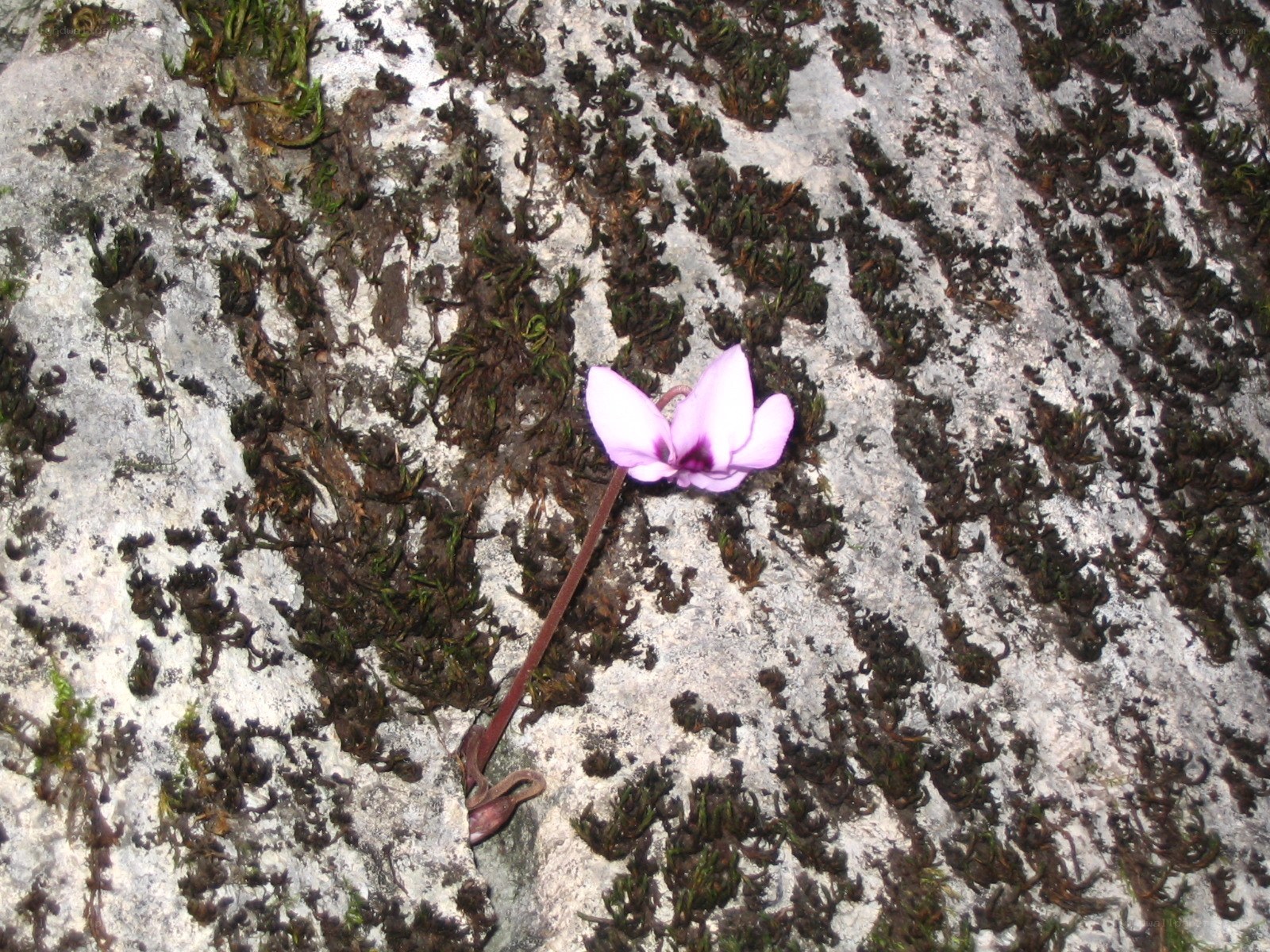 Purple flower on rocky surface