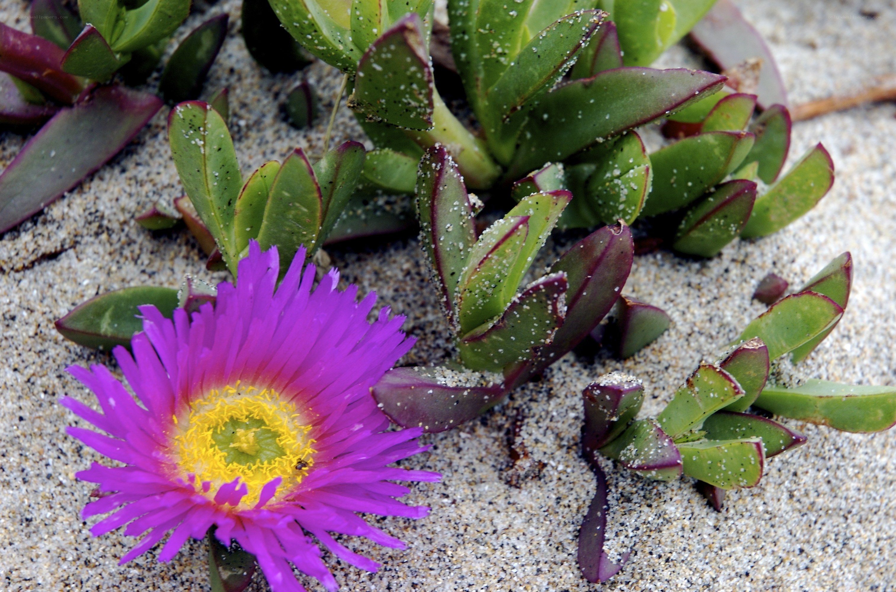 Purple flower on sandy ground