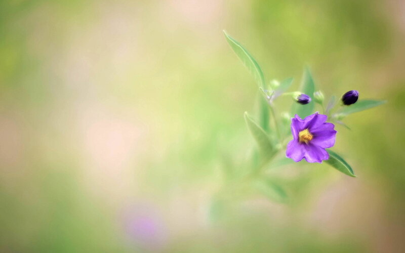 Purple Flower on Stem — Serene, Spring