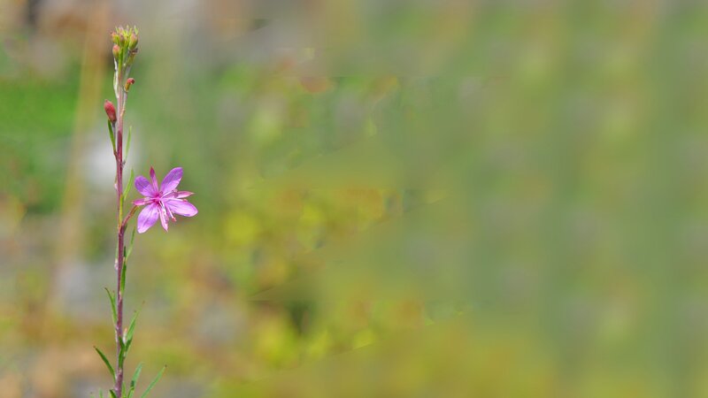 Purple Flower on Stem — Serene, Summer