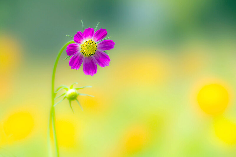 Purple Flower on Stem — Serene