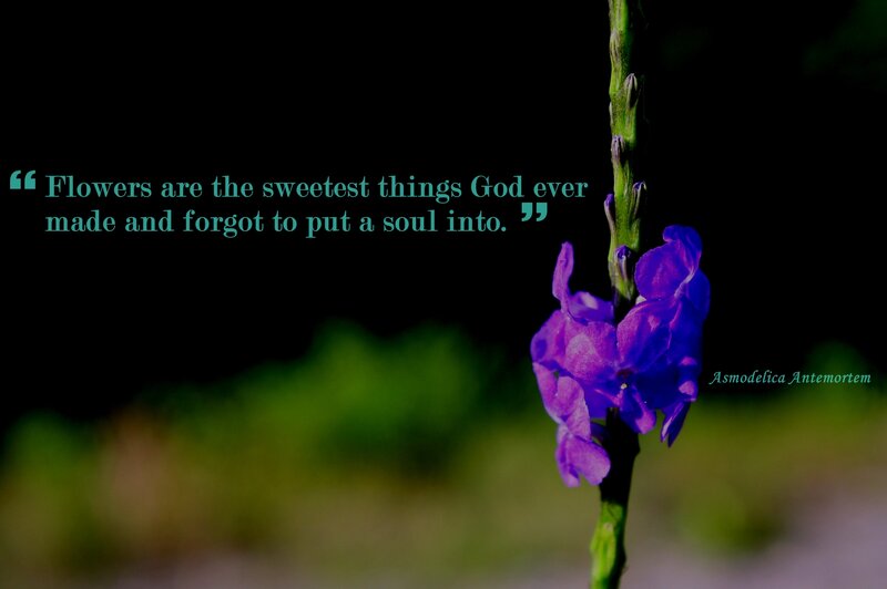 Purple Flower on Stem