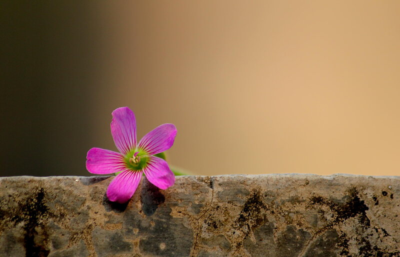 Purple Flower on Stone — Serene, Afternoon