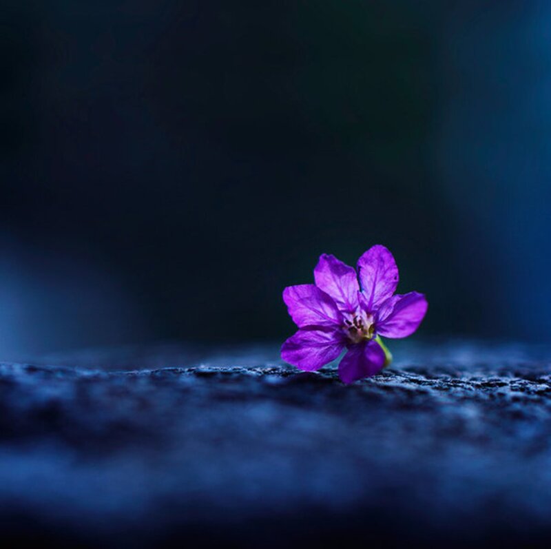 Purple Flower on Stone — Serene