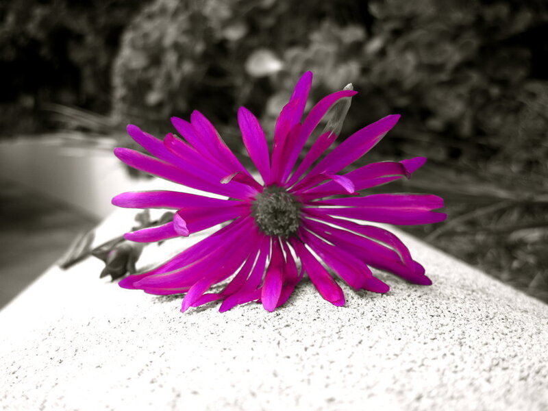 Purple Flower on Stone