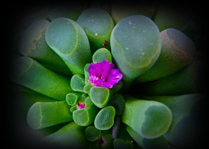 Purple Flower on Succulent