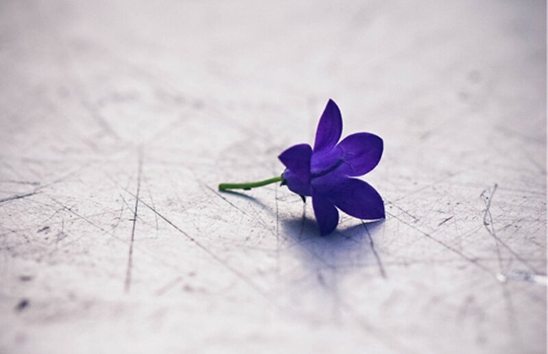 Purple Flower on Surface — Calm