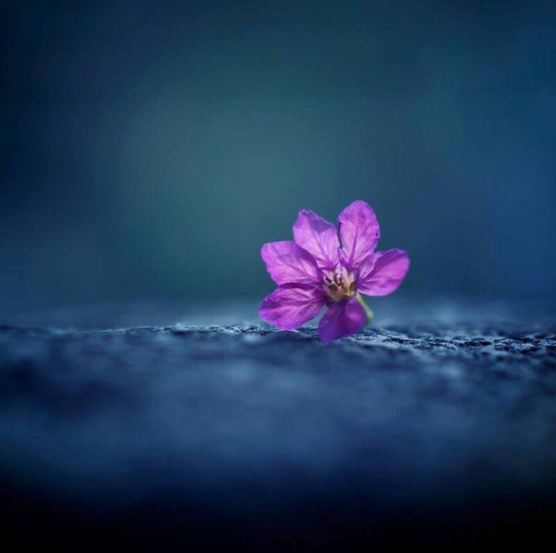 Purple Flower on Surface — Serene