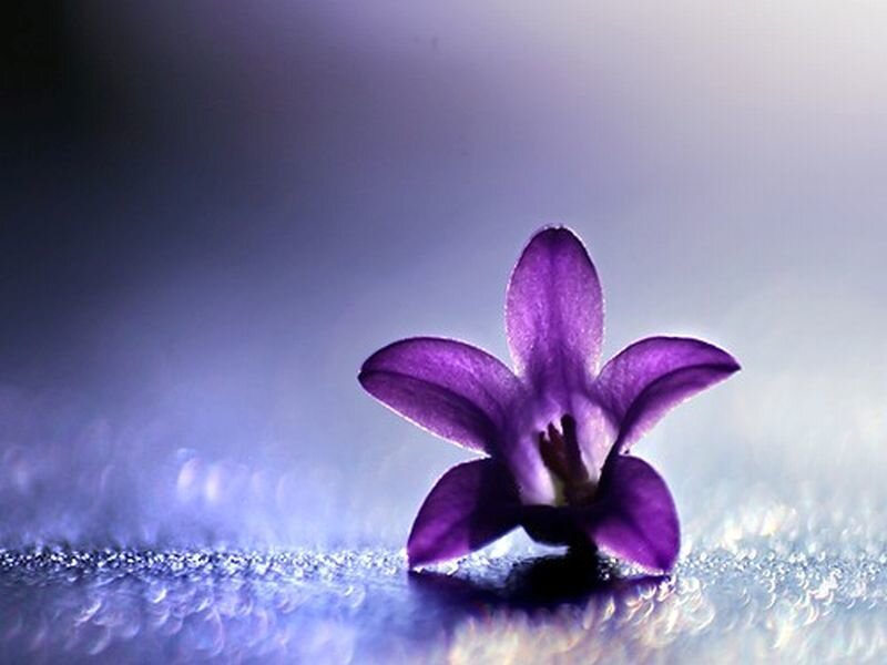 Purple Flower on Surface