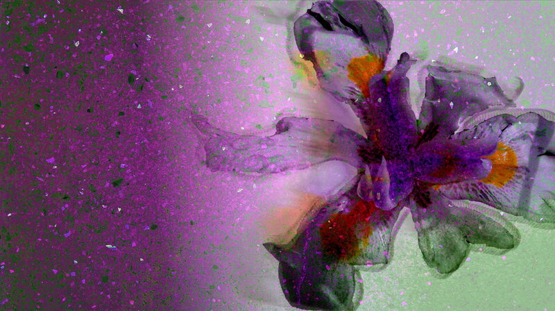 Purple Flower on Textured Background