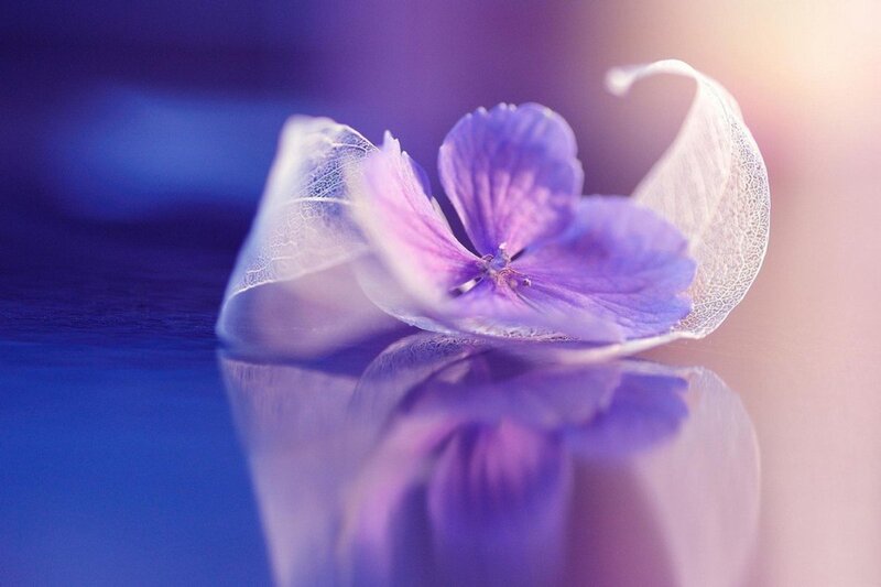 Purple Flower on Water — Serene