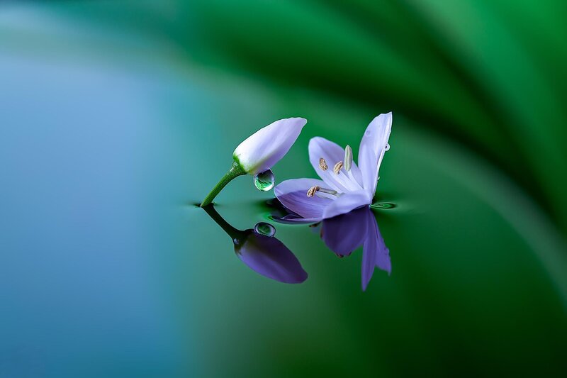 Purple Flower on Water